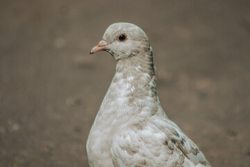 close up of a pigeon