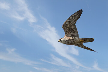 Close up of Pigeon Hawk flying in blue sky