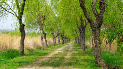 Fototapeta premium Willow trees on both sides of the park trail