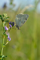 Marbled white, black and white butterfly in the wild