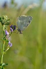 Marbled white, black and white butterfly in the wild
