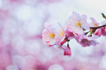 Fototapeta na wymiar Pink cherry blossoms as background