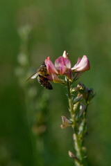 Bee working on a pink wildflower in nature close up