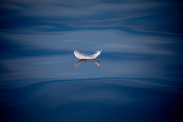 A single feather floating on the water. 