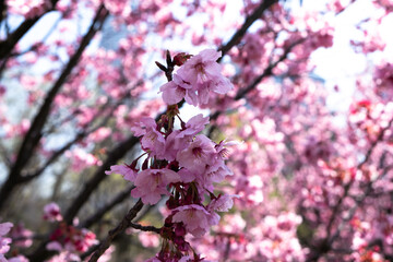 Sakura tree, branches and flowers. Close-up sakura tree. Sakura trees in the Botanical Park. Colorful flowers.