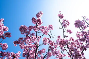 Sakura tree, branches and flowers. Close-up sakura tree. Sakura trees in the Botanical Park. Colorful flowers.