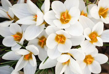 Fototapeta na wymiar Spring white Crocus Flower. Flower background. Springtime concept. Selective focus.