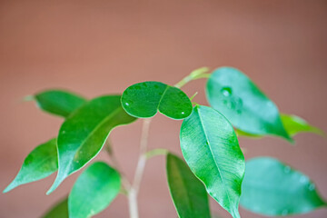 Heart shape leave of a fig plant