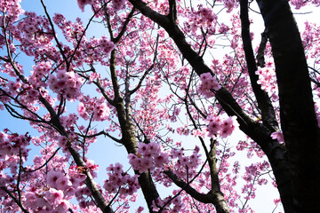 Sakura tree, branches and flowers. Close-up sakura tree. Sakura trees in the Botanical Park. Colorful flowers.