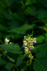 Large flowered hemp nettle in the wild close up