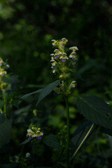 Large flowered hemp nettle in the wild close up