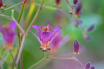Colourful flower - tricyrtis sinonome - toad lily