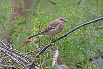 brown bird - Thorn bill on a branch