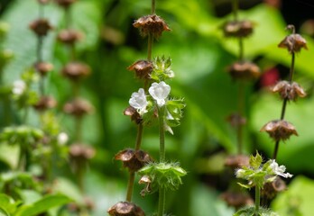 Fresh and dry Lemon basil flower, Ocimum flower, is a hybrid between basil and American basil