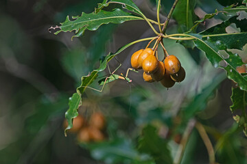 Mantis under the green leaves and Yellow berries of pittosporum tree