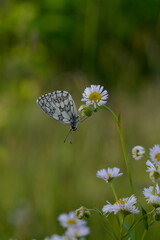 Marbled white, black and white butterfly in the wild, close up