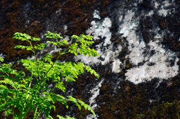 Kelor or Drumstick tree (Moringa oleifera) green leaves selected focus, with abstract wall background