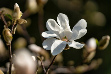 Magnolienblüte