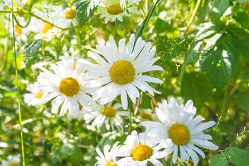 Beautiful blooming white daisy close up on green natural background