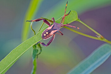 Gum tree shield bug with two buttons on its back