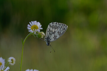 Marbled white, black and white butterfly in the wild, close up