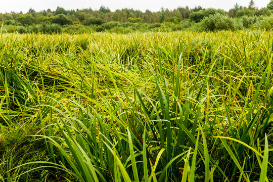 field of acorus near the swamp area, Volyn region of Western Ukraine