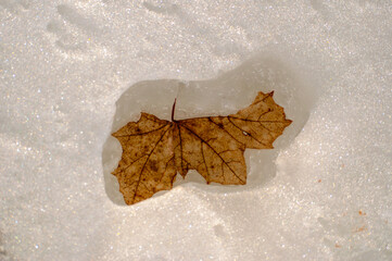 leaf in the snow