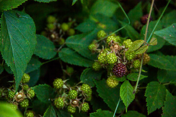 close-up branch of blackberry (Morus nigra) with not ripe green berries in the forest