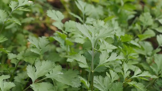 Fresh green leaves of the spicy herb coriandrum sativum closeup, top view. Aromatic plant and coriander grains for cooking. Gardening and farming