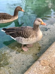 Ocas (Barcelona) (II)