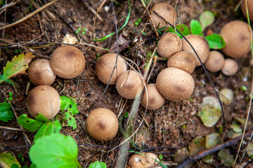 Puffball mushroom