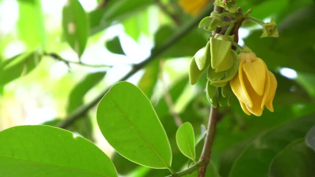 Ylang-ylang flower