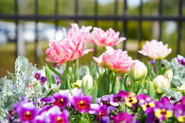 春に咲くチューリップ