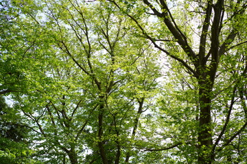 春に咲くチューリップ