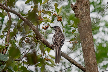 red wattle bird on a tree trunk - Australian native