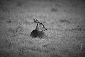 Young Deer Catching Some ZZZs