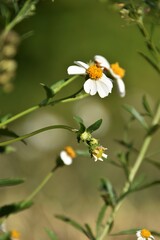 Small Flower Peeking out from the Brush