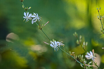 white flower - Chlorophytum Comosum - spider plant