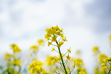 春に咲く菜の花