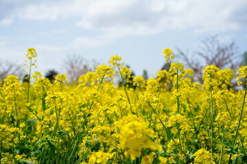 春に咲く菜の花