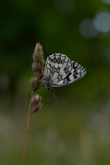 Marbled white, black and white butterfly in the wild