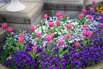 春に咲くチューリップなどの花