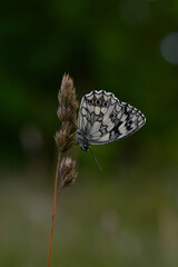 Marbled white, black and white butterfly in the wild