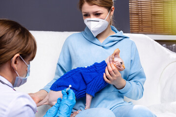 Blonde young woman wearing mask while talking to veterinarian with protective mask, medical room at vet clinic with spynx cat. Injection treatment, vaccine for lovely pet, protect of illness,disease