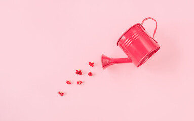 Garden watering can with red flowers on pink background. Creative spring bloom concept with copy space. Women's day, wedding, Valentine's day, Mother's day or anniversary idea. Flat lay, top view.