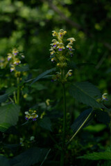 Large flowered hemp nettle in the wild close up