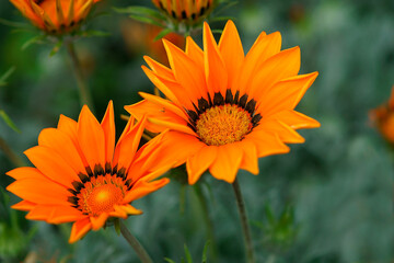 wunderbare Blumen in der Natur