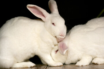 Um coelho branco peludo lambendo outro coelho.