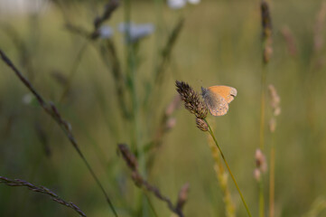 Chestnut heath butterfly in nature close up, macro