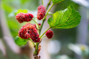 Red mulberries on the branch of tree.Fresh mulberry contains nutrients and herbs.